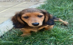 Miniature Dachshund dogs for sale: Long haired dachshund  - Image 4