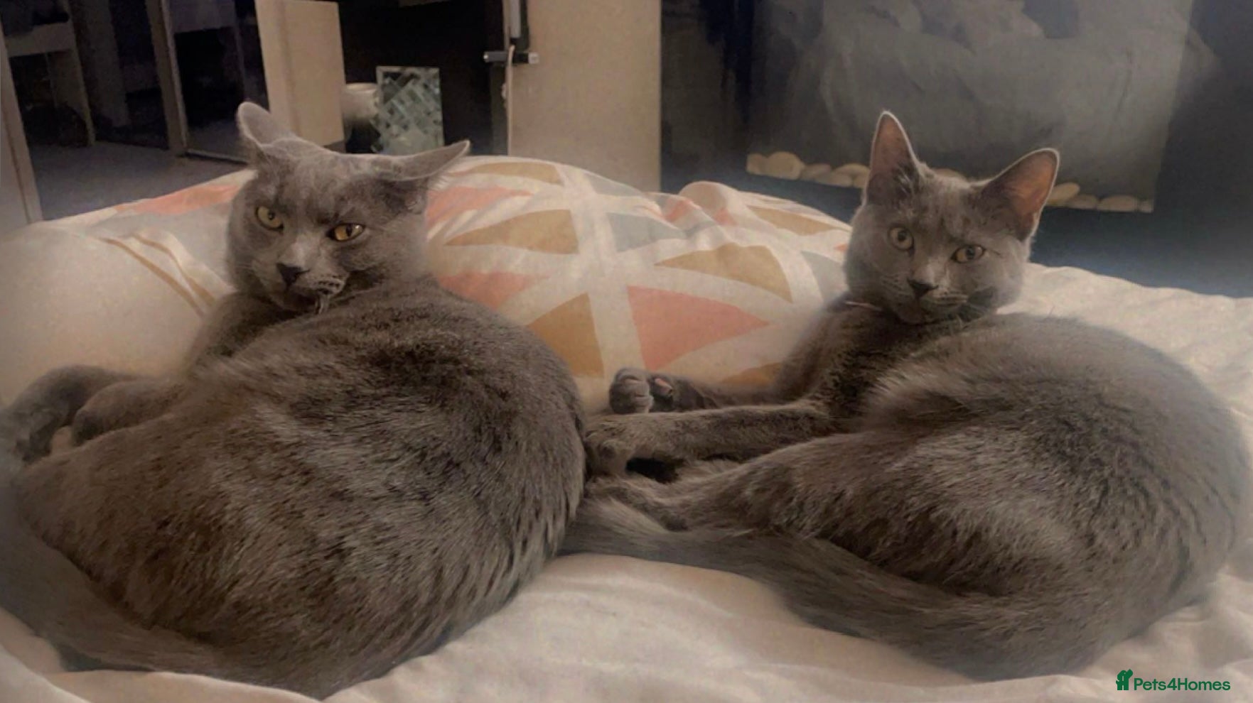 Russian Blue cats for sale: Blue Russian kittens - Advert 21