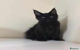 Maine Coon cats for sale: Maine Coon Kittens  - Image 16