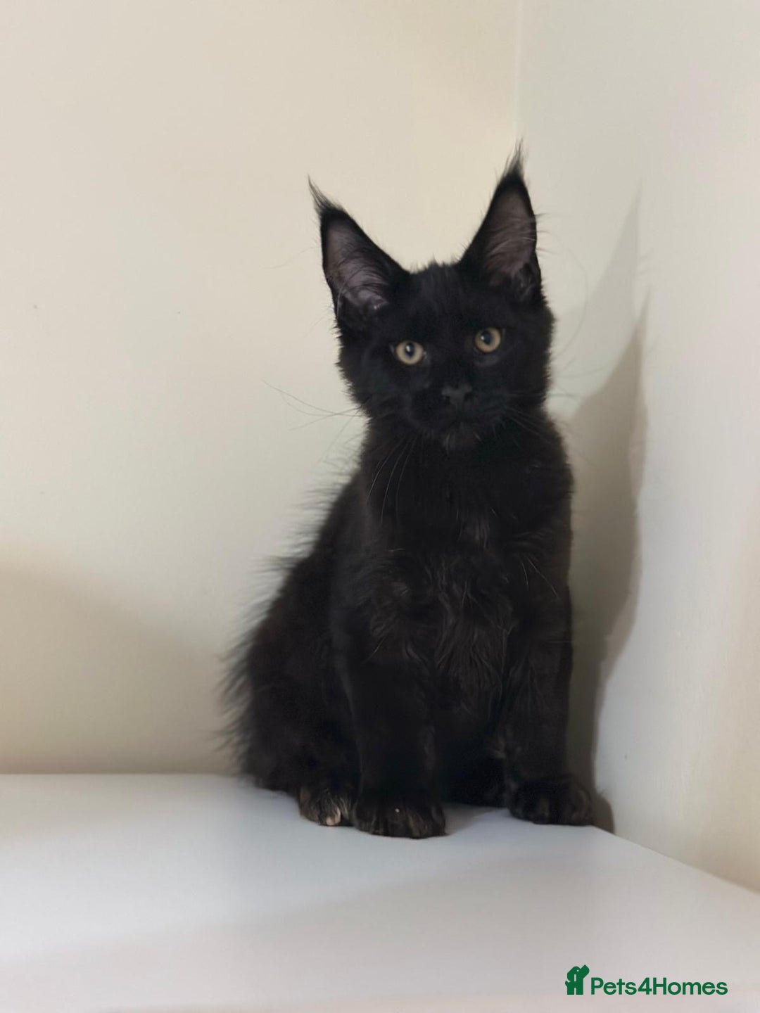Maine Coon cats for sale: Maine Coon Kittens  - Image 16