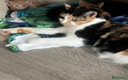 British Shorthair cats for sale: Hello a have very beautiful kittens, - Image 4