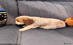 Cavalier King Charles Spaniel dogs for sale: Cavalier Pups – 0.10% COI, Health Tested, KC Reg - Image 24