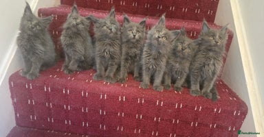 Maine Coon cats - Advert 16