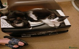 Ragdoll cats for sale: CUTE SOLID RAGDOLL KITTENS  - Image 17