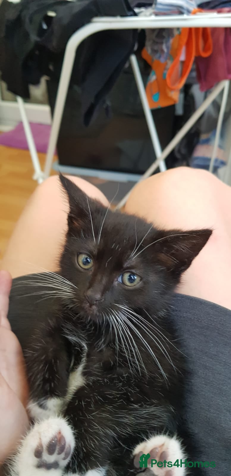 Mixed Breed cats for sale: 4 kitten for sale in Grays - Advert 2