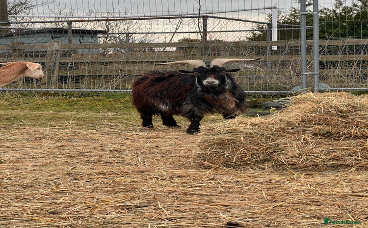 Goats livestock - Advert 1