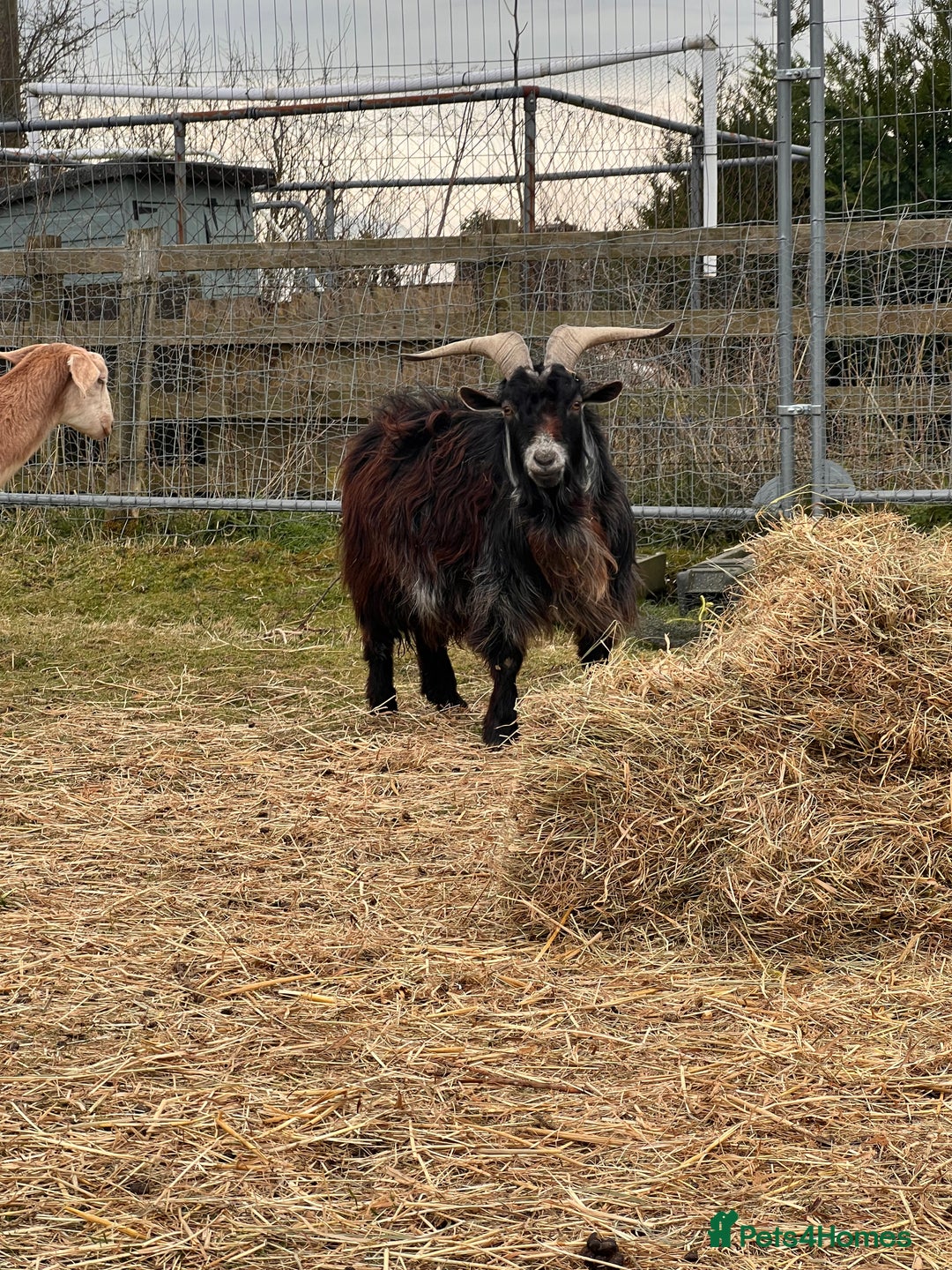 Goats livestock for sale: 3 Beautiful Pygmy Goats for Sale - Image 1