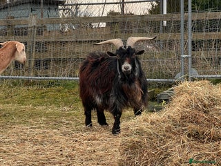 Goats livestock 3 Beautiful Pygmy Goats for Sale - Advert 1