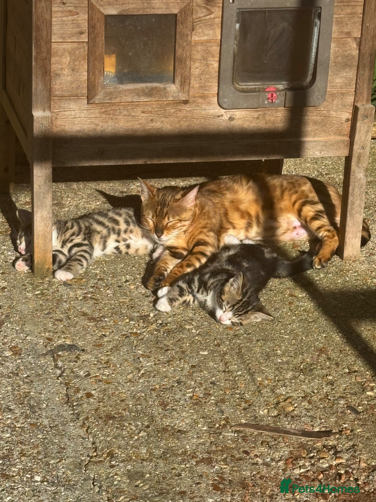 Bengal cats Beautiful Half Bengal Kittens for Sale  - Advert 6