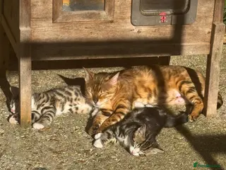 Bengal cats Beautiful Half Bengal Kittens for Sale - Advert 6