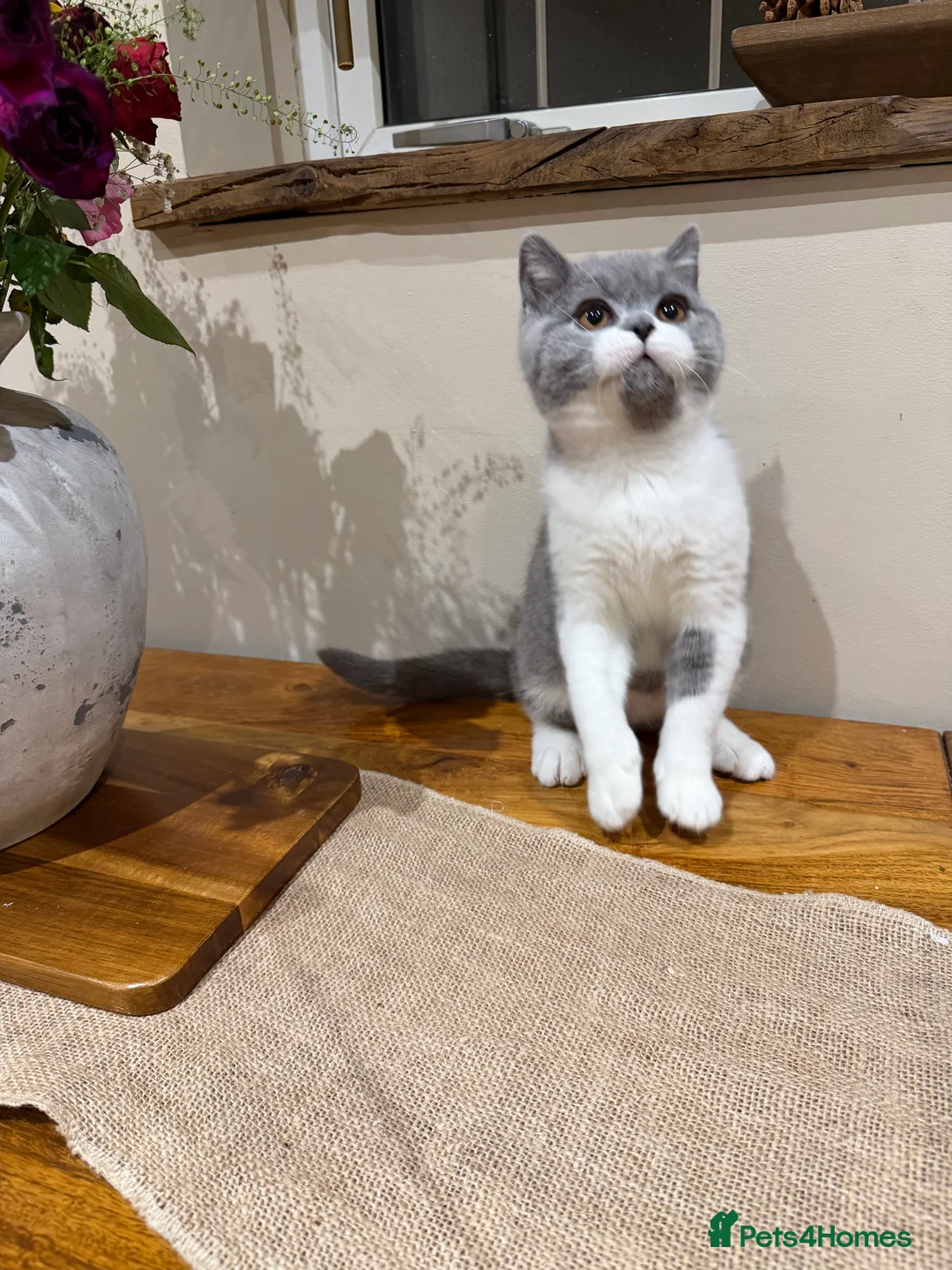 British Shorthair cats for sale: Full Pedigree Registered BSH  - Advert 34