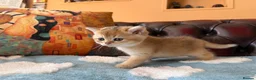 British Shorthair cats for sale: Lovely golden BSH & BLH kittens - Advert 14