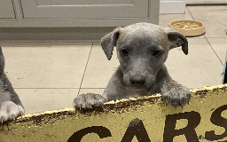 Whippet dogs for sale: Whippet puppies Northamptonshire - Image 12