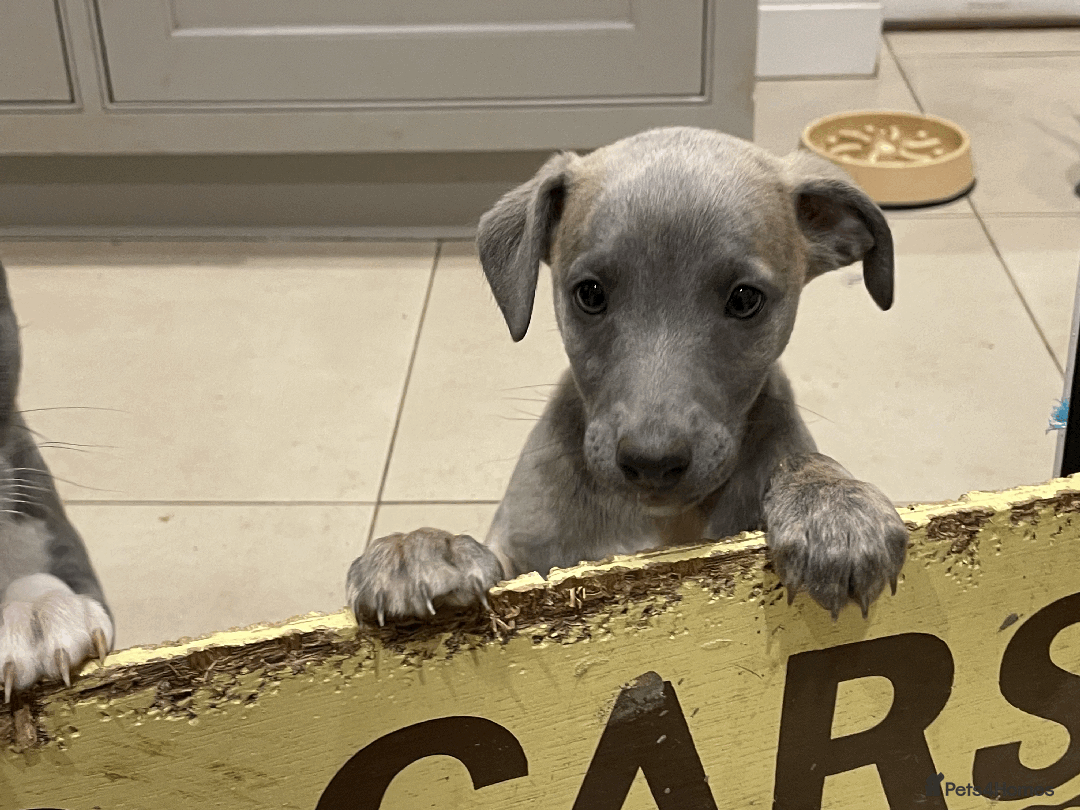 Whippet dogs for sale: Whippet puppies Northamptonshire - Image 12