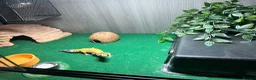 Leopard Gecko reptiles for sale: Leopard gecko  in Bournemouth - Advert 8