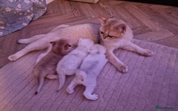 British Shorthair cats for sale: Rare Registered British Shorthair Chinchila Kitten - Image 5