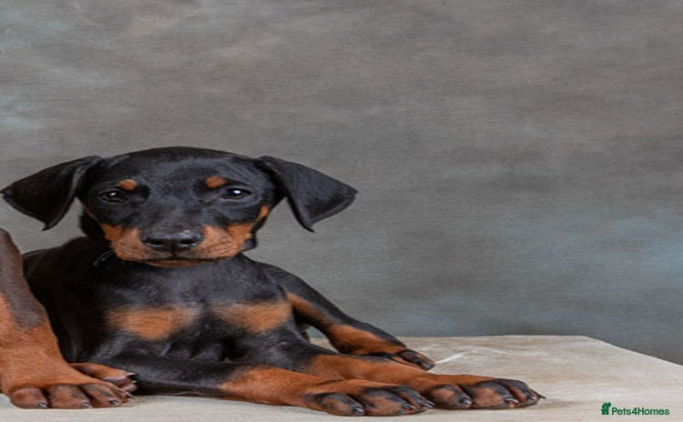 Dobermann dogs - Advert 1