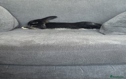 Dwarf Lop rabbits for sale: Rabbits for sale - Image 4