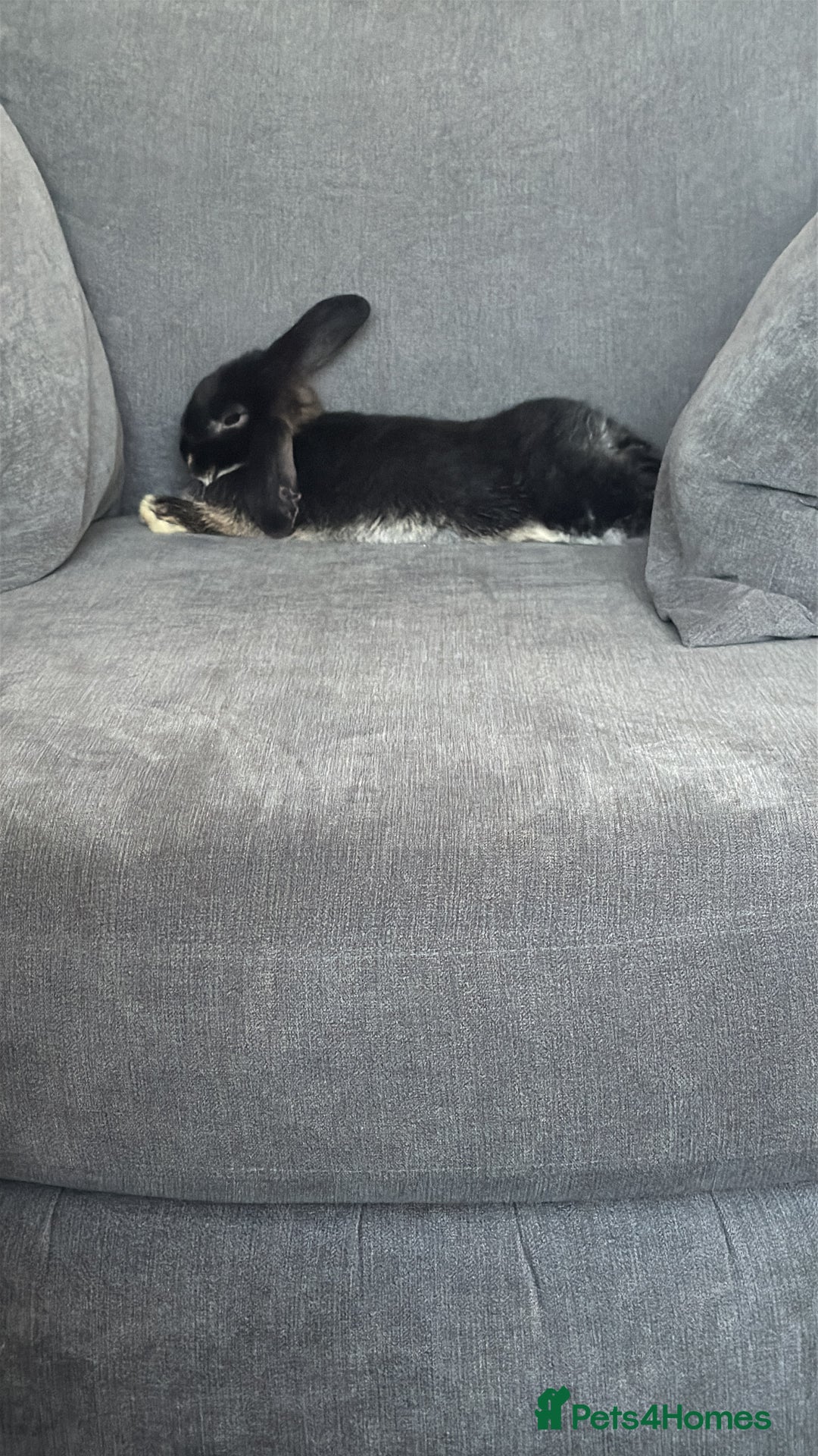 Dwarf Lop rabbits for sale: Rabbits for sale - Image 4