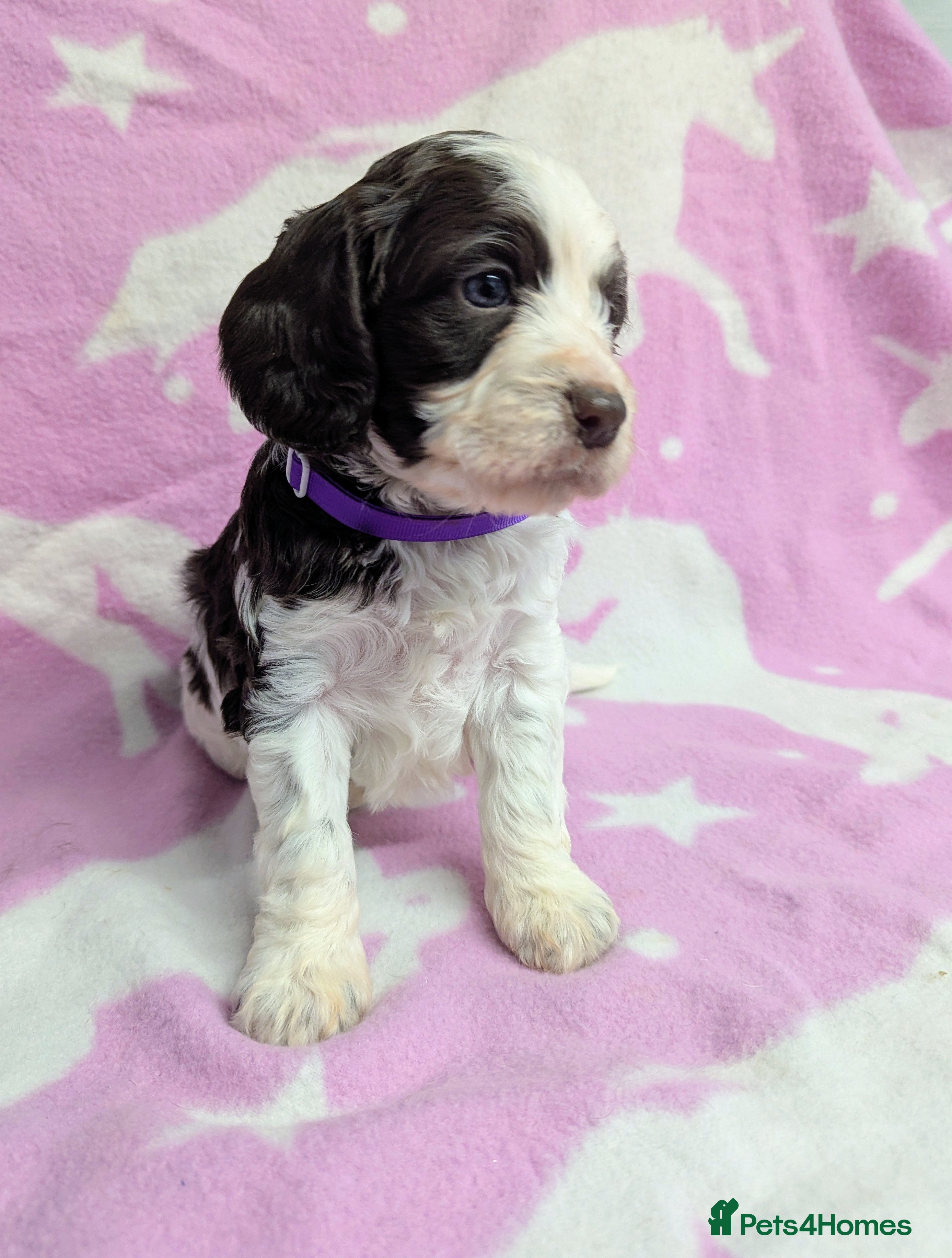 Cockapoo dogs Chocolate Parti fully DNA health tested cockapoo - Advert 10