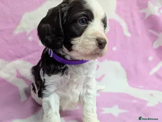 Cockapoo dogs Chocolate Parti fully DNA health tested cockapoo - Advert 10