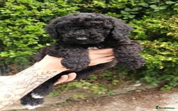 Cockapoo dogs for sale: F1b SPROODLES FROM 5* LICENCED BREEDER. - Image 7