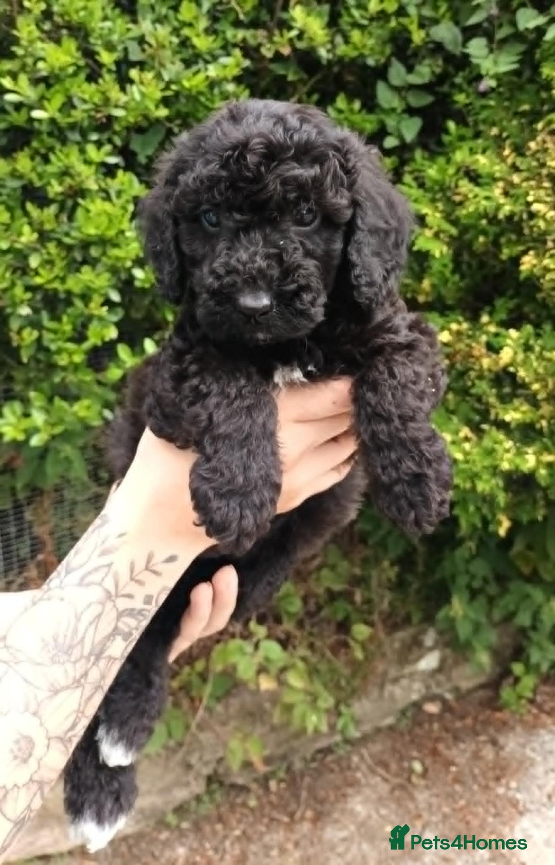 Cockapoo dogs for sale: F1b SPROODLES FROM 5* LICENCED BREEDER. - Image 7