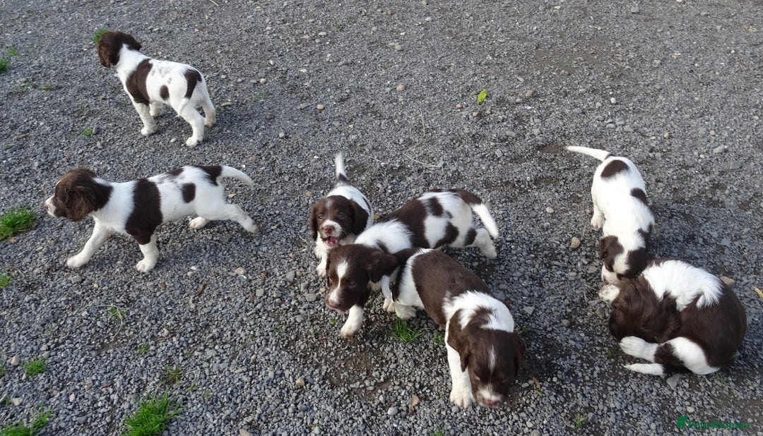 English Springer Spaniel dogs for sale: Gorgeous English Springer Spaniel Puppies - Image 15