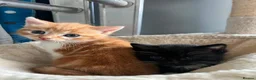 Mixed Breed cats for sale: Kitten  in Dagenham - Advert 9
