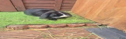 Mixed Breed rabbits for sale: Male and female  bunnies  - Advert 1
