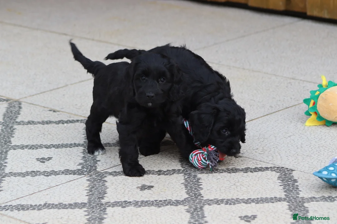 Cockapoo dogs for sale: F1 Cockapoo puppies for sale - Advert 29