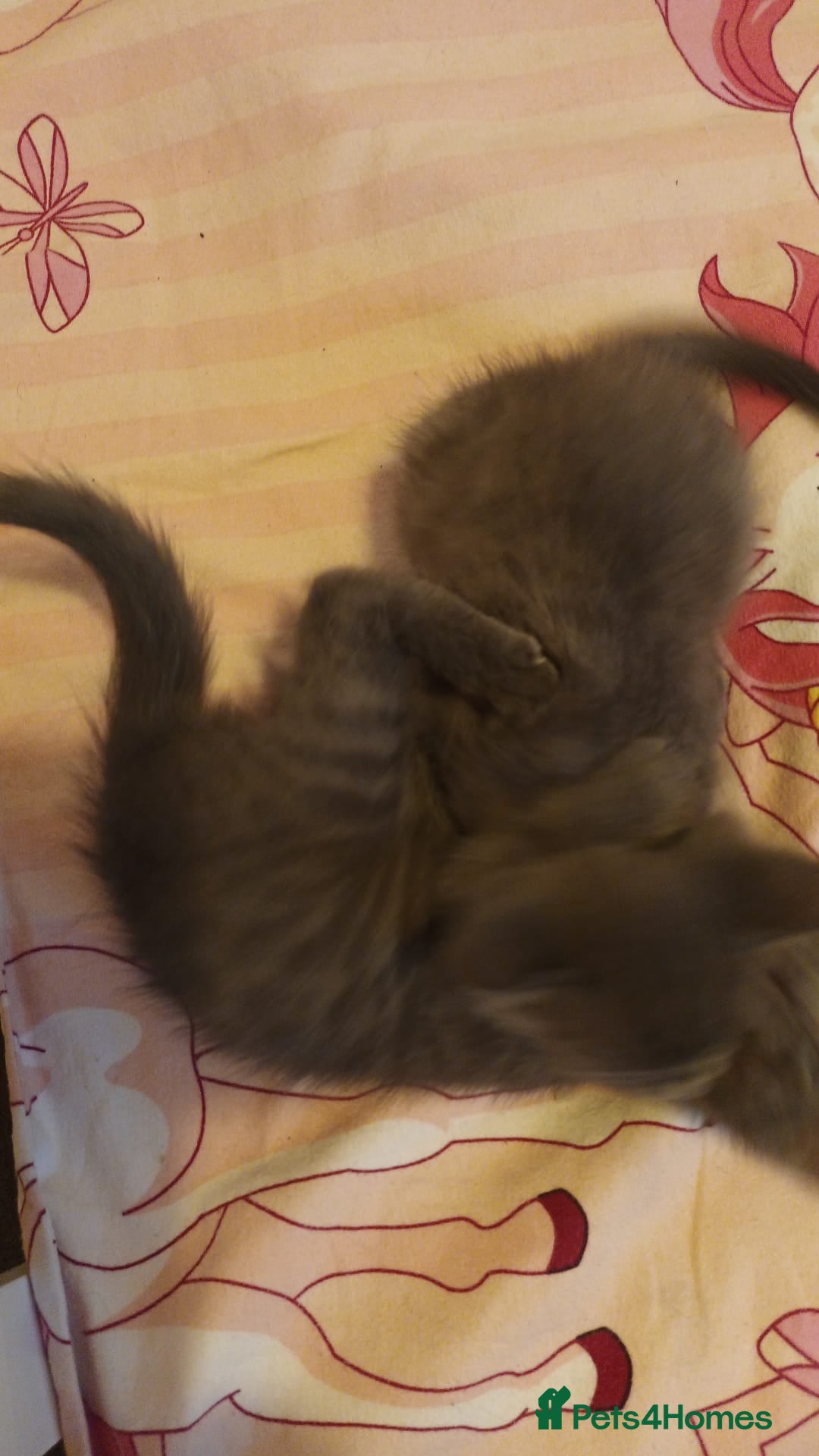 Mixed Breed cats for sale: Kittens - Image 10
