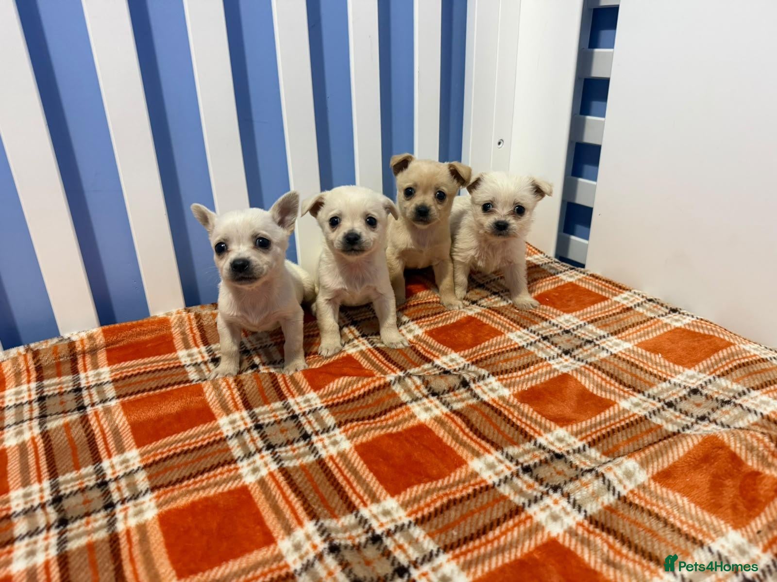 Chihuahua dogs Chihuahua puppies  - Advert 6