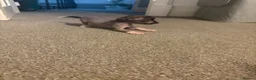 Chinese Crested dogs for sale: Hairless Chinese Cresteds  - Advert 6
