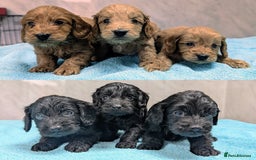 Cockapoo dogs for sale: F1 cockapoo puppies from health tested parents - Image 1