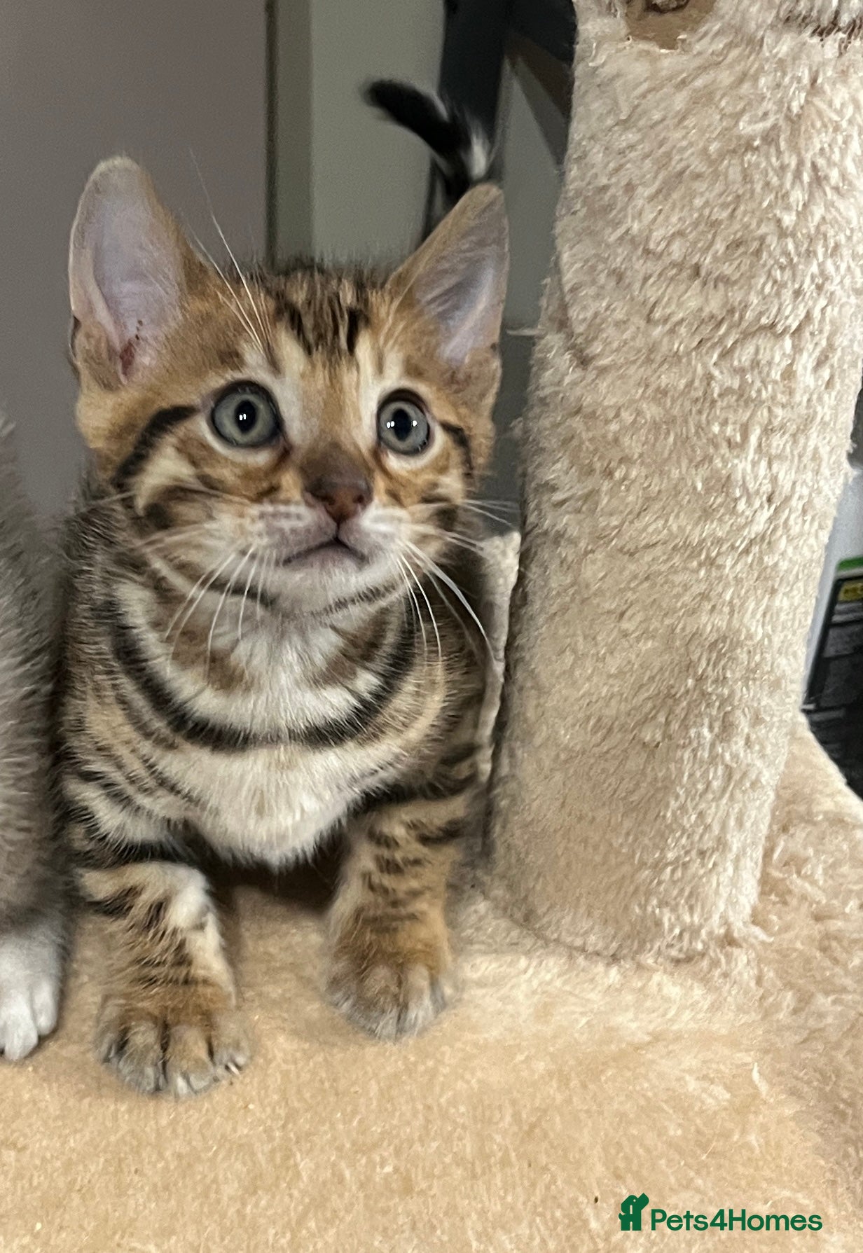 Bengal cats Beautiful pedigree bengal cats  - Advert 2