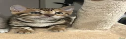 Bengal cats for sale: Beautiful pedigree bengal cats  - Advert 9