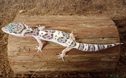 Leopard Gecko reptiles for sale: Beautiful Leopard Gecko Babies – Ready Now! - Image 17
