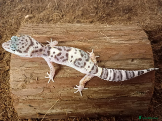 Leopard Gecko reptiles - Advert 21