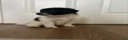 Mixed Breed dogs for sale: Ready Now Shihpoo X Sproodle in Birmingham - Advert 5