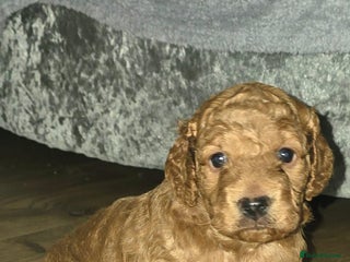 Cockapoo dogs F3 miniature stunning Cockapoos. - Advert 14