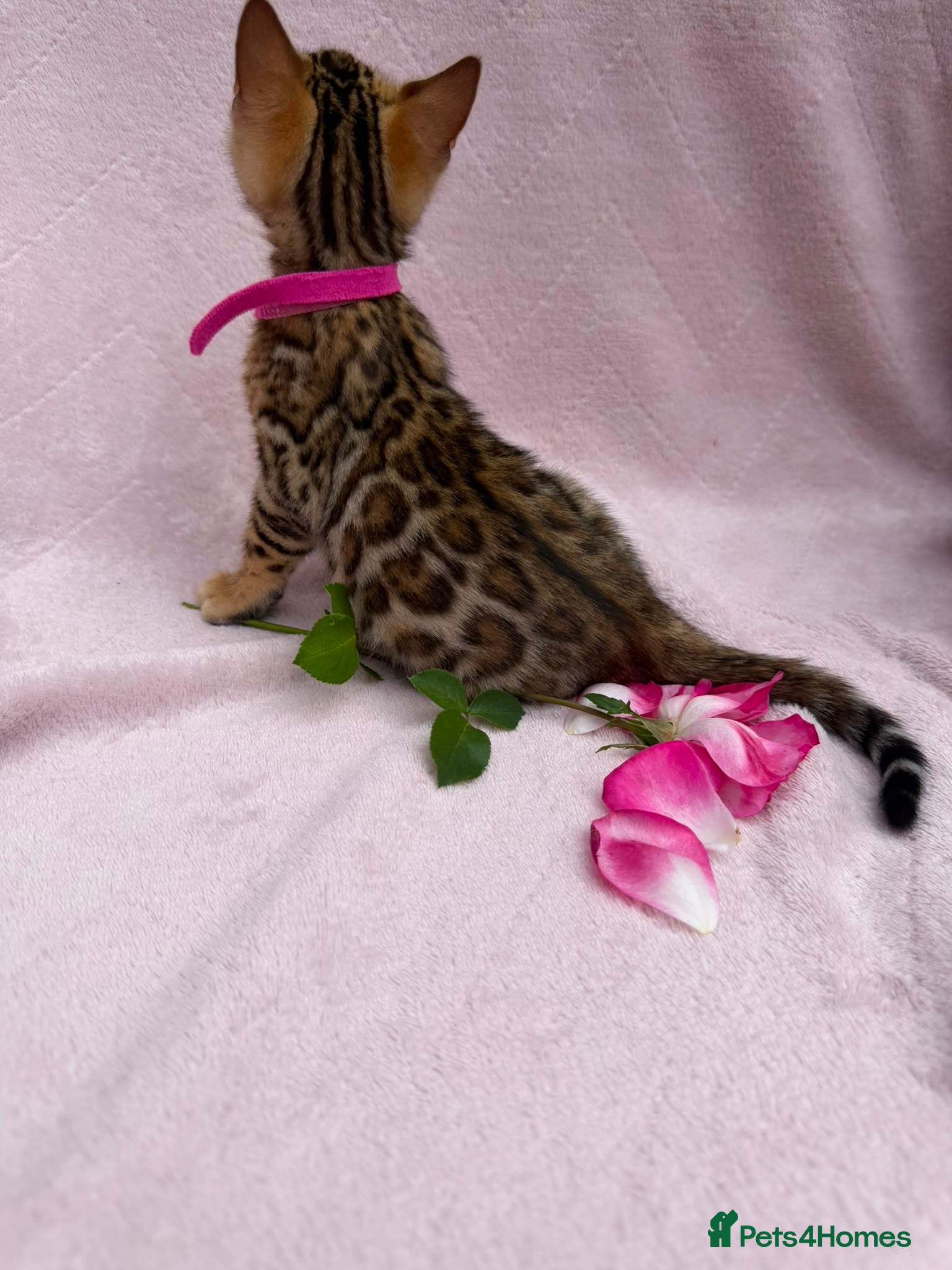 Bengal cats 🐆✨Outstanding TICA Registered Bengal cubs  ✨🐆 - Advert 2