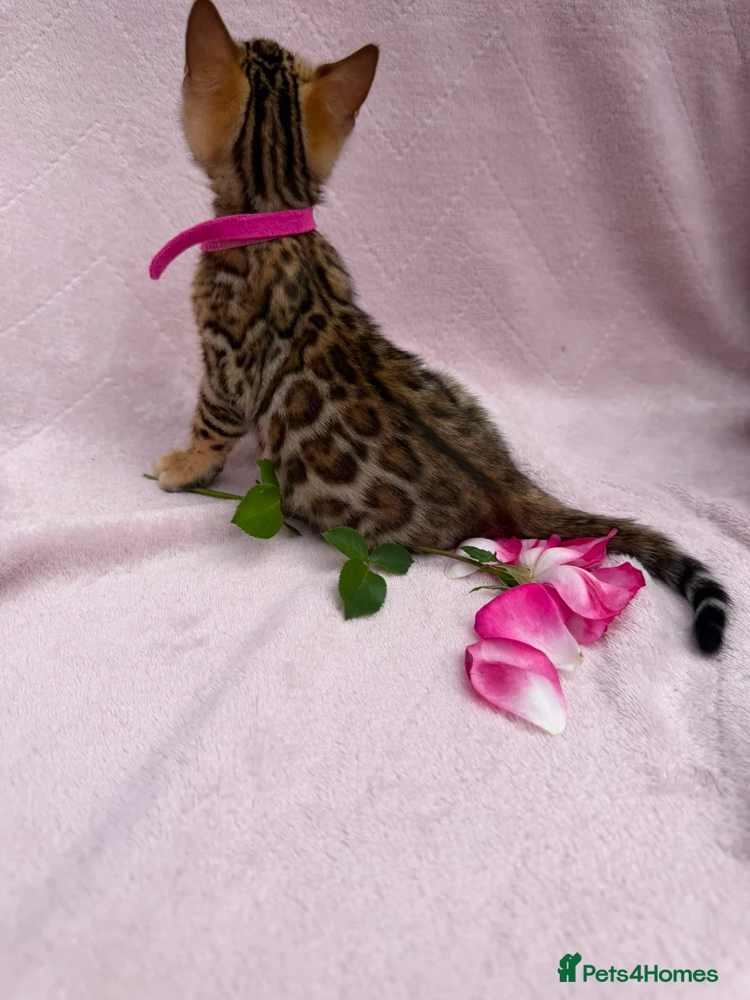 Bengal cats for sale: 🐆✨Outstanding TICA Registered Bengal cubs  ✨🐆 - Advert 2