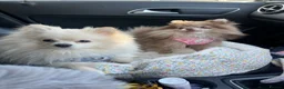 Pomeranian dogs for stud: Gorgeous white Pomeranian for stud  - Advert 10