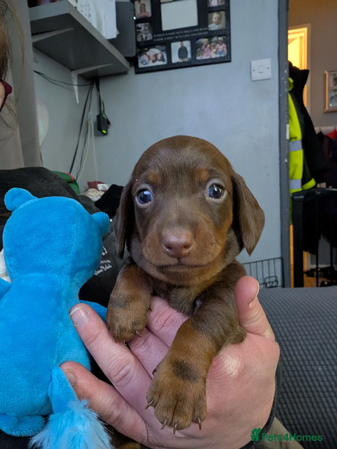 Dachshund dogs for sale: Dachshund puppies - Advert 4