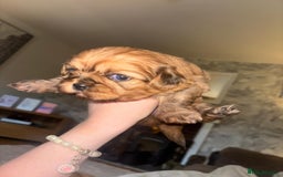 Zuchon dogs for sale: Zuchon pupp - Image 12