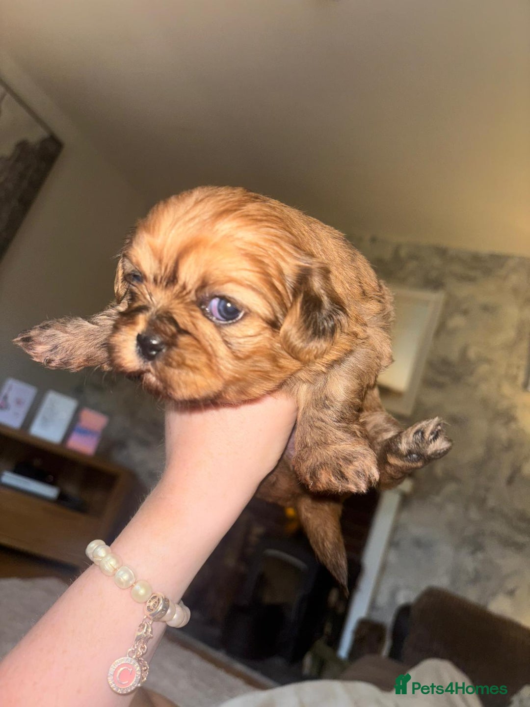 Zuchon dogs for sale: Zuchon pupp - Image 12