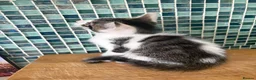 British Longhair cats for sale: 3 gorgeous males - Advert 3