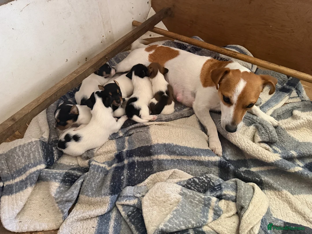 Jack Russell dogs for sale: Jack Russell puppies for sale - Advert 2