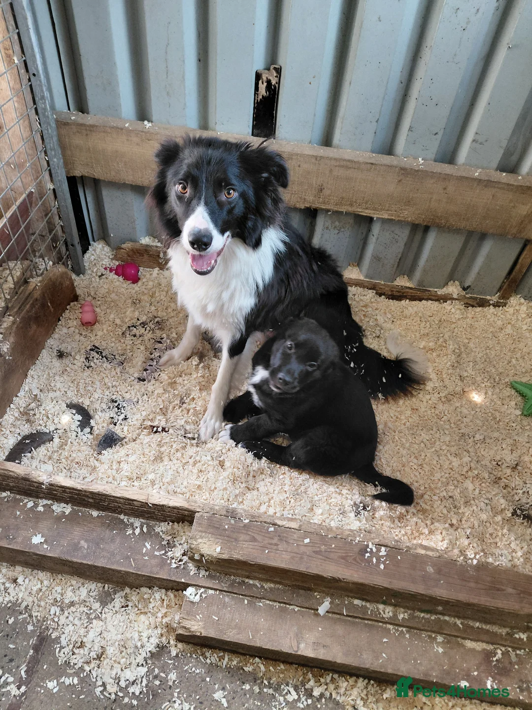 Mixed Breed dogs for sale: Black collie cross very chunky bitch  - Advert 2